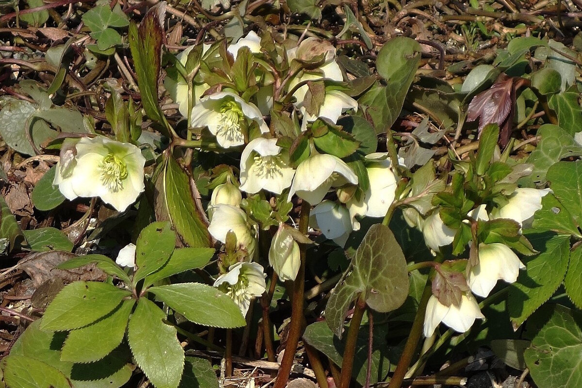 Морозник - Рита Симонова Морозник - Рита Симонова