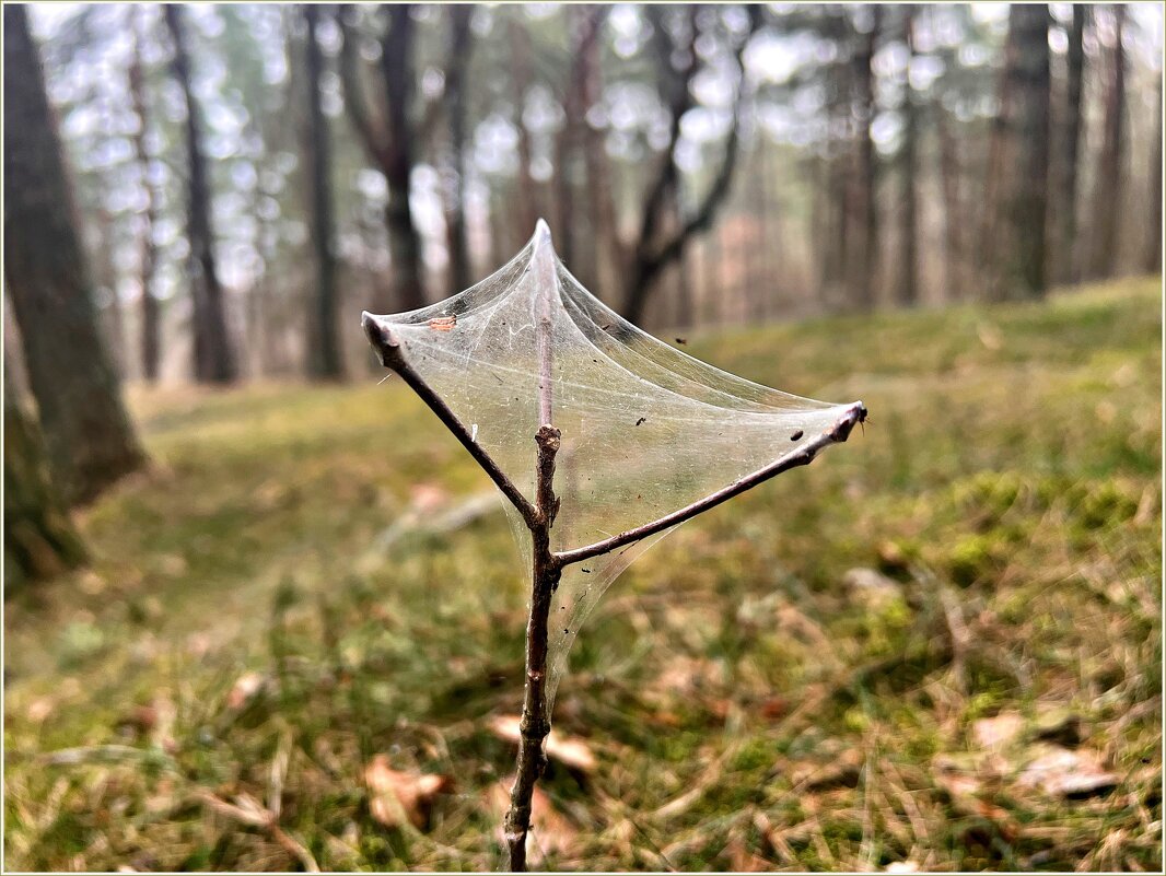 Весенняя паутинка. - Валерия Комова Весенняя паутинка. - Валерия Комова