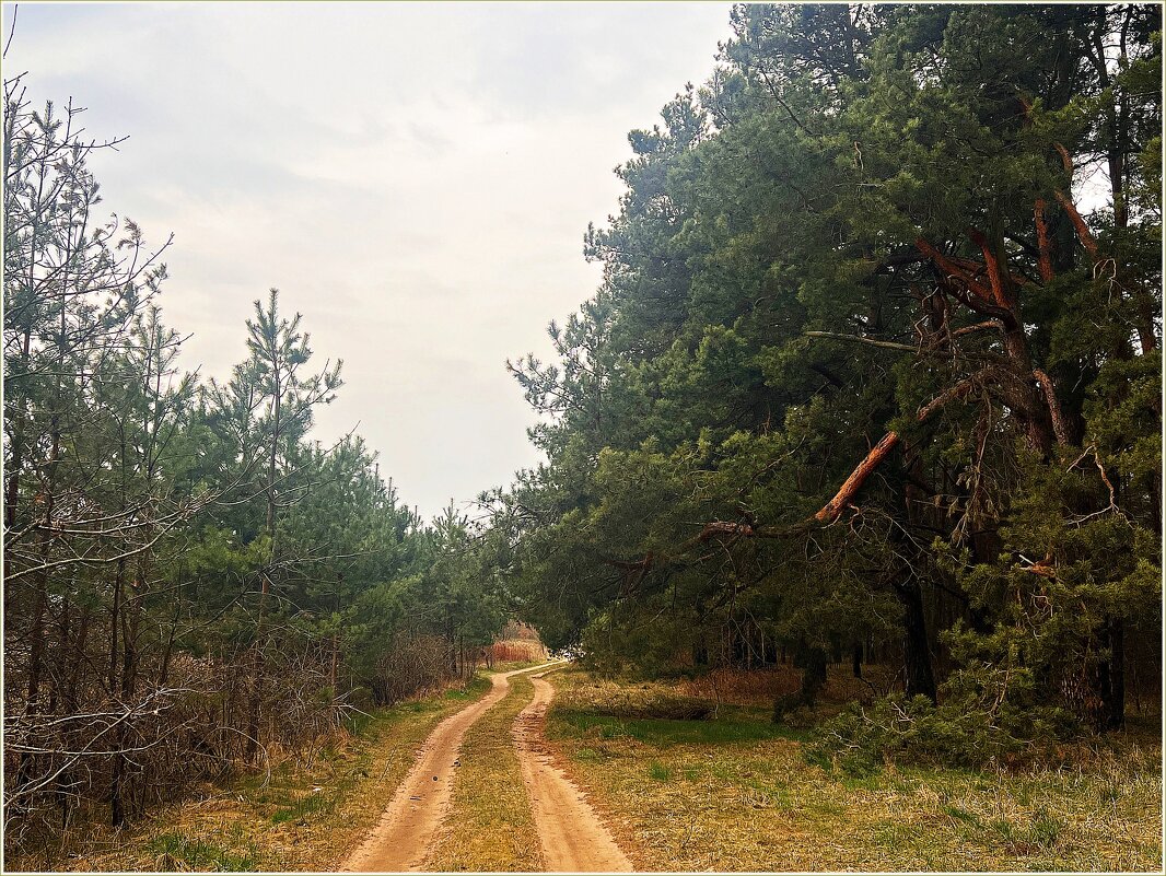В весеннем лесу. - Валерия Комова В весеннем лесу. - Валерия Комова
