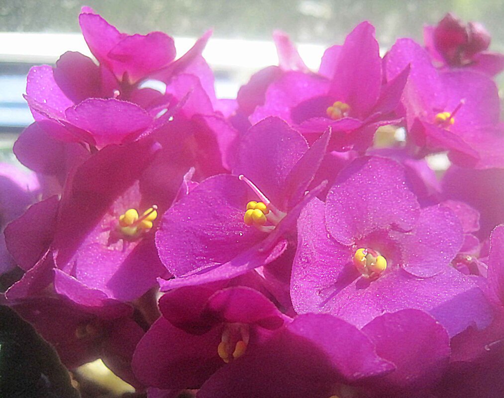 Фиалка - Елена Семигина Фиалка - Елена Семигина