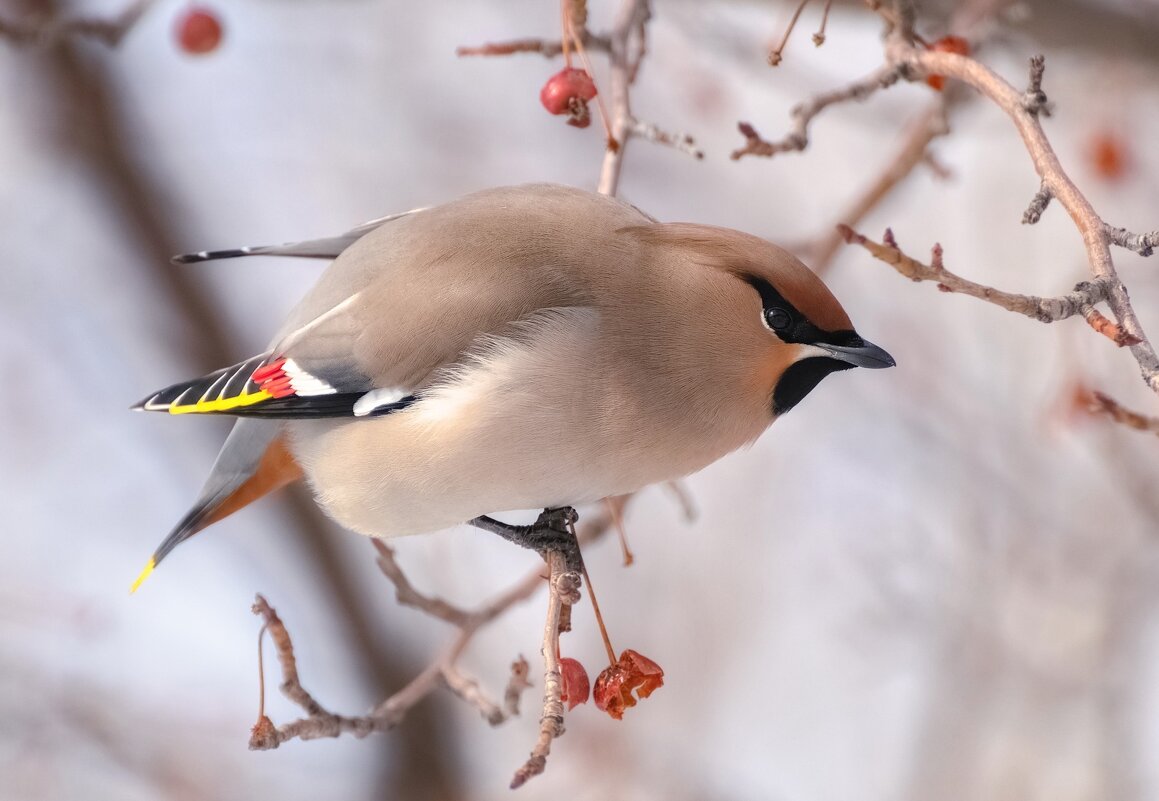 Прилетели свиристели - Марина Фомина. Прилетели свиристели - Марина Фомина.