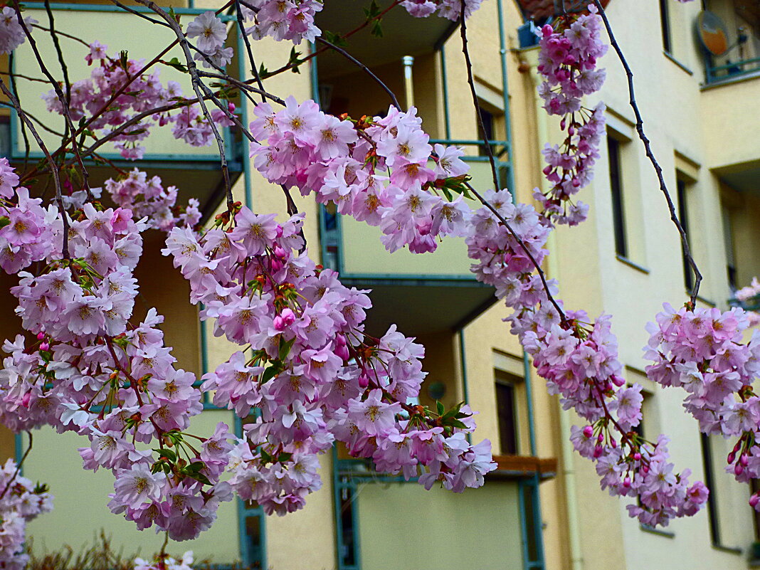 ЗАЦВЕЛА ЯПОНСКАЯ ВИШНЯ (САКУРА)  (4) - Елена Куприянова 