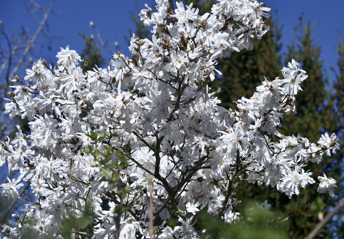 Белая магнолия. - Lucy Schneider Белая магнолия. - Lucy Schneider