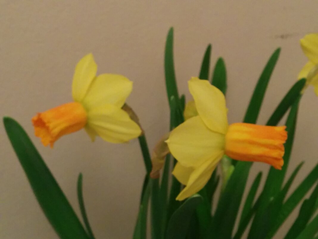 Нарциссы - Светлана Хращевская