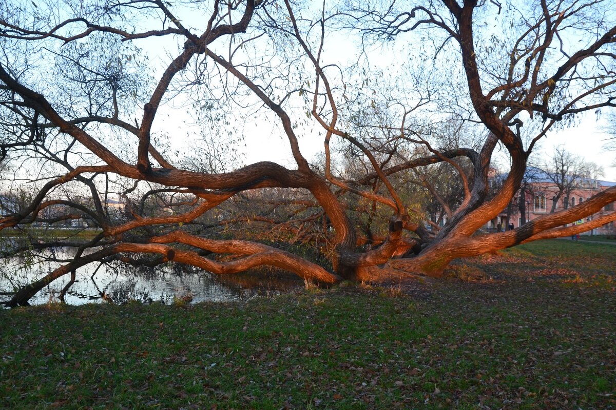 ...     ("Волосы Медузы-Горгоны") - Надежда 