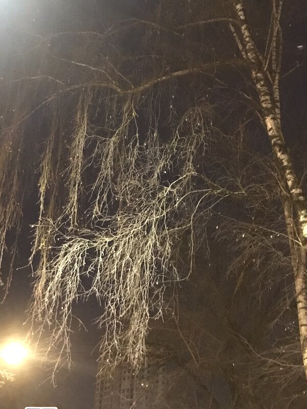 Береза - Shimura 