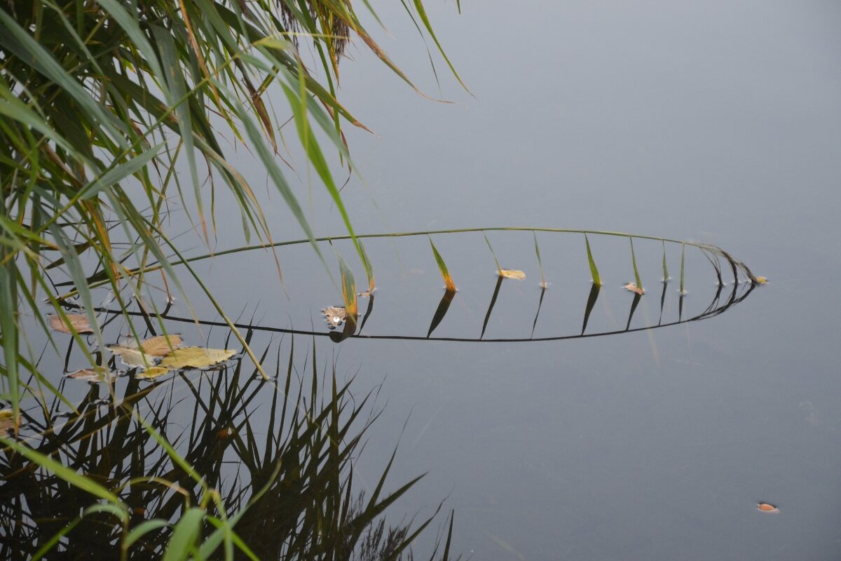 "Отражение" - Надежда "Отражение" - Надежда