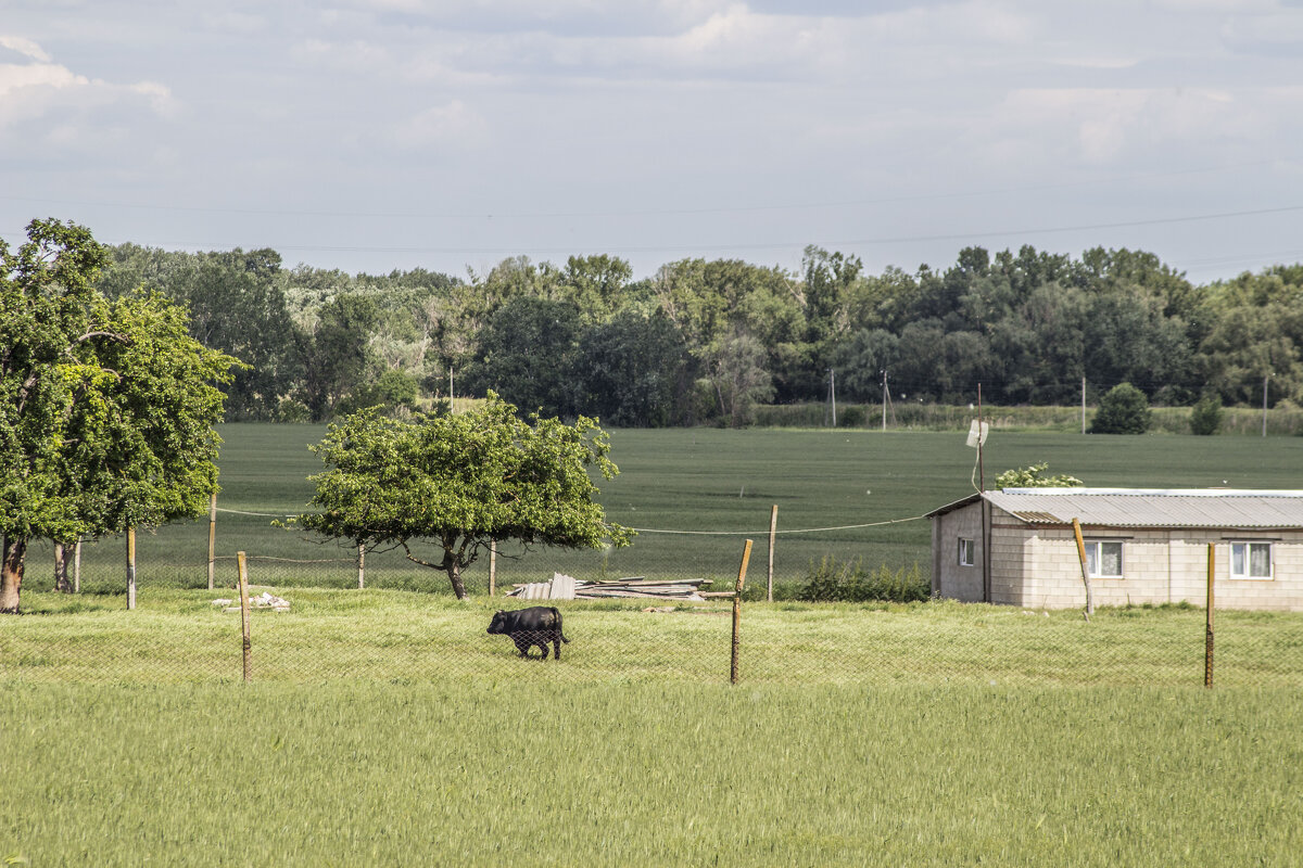 Залихвацкий Бычок, плотно сидящий на траве - Коля Лукашов