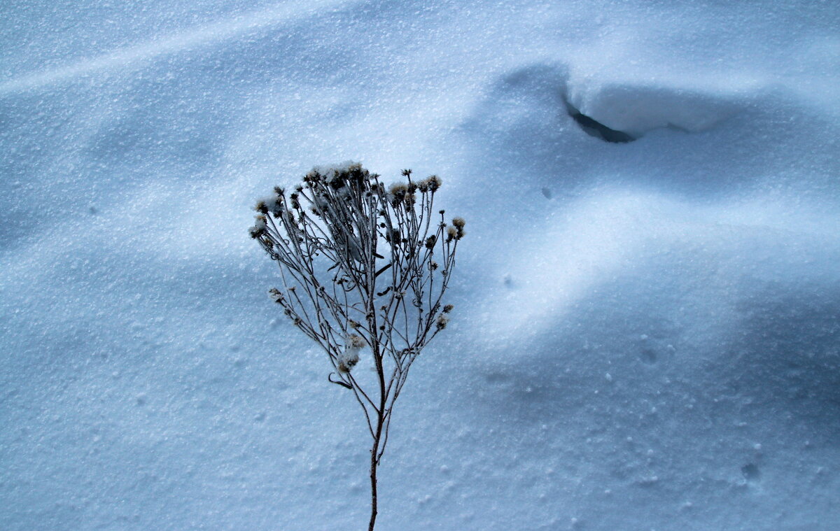 *** - Евгения Каравашкина