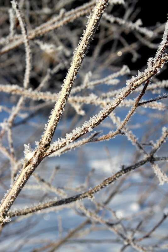 Февраль - Евгения Каравашкина