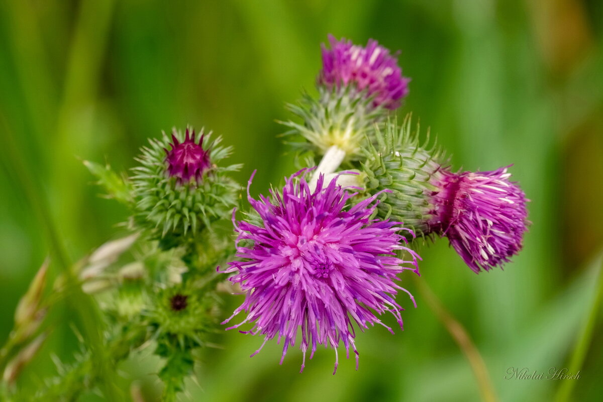 Этюд с чертополохом... - Николай Гирш Этюд с чертополохом... - Николай Гирш