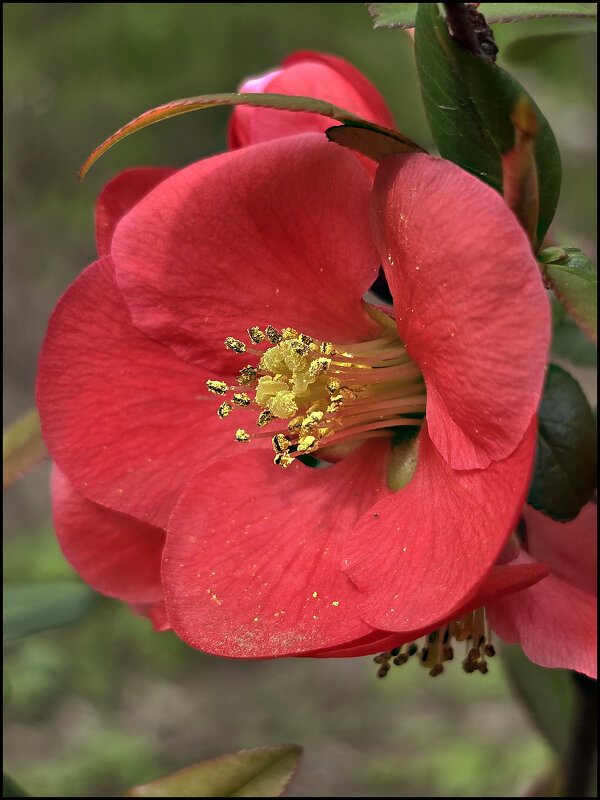 японская айва - Nina Streapan японская айва - Nina Streapan