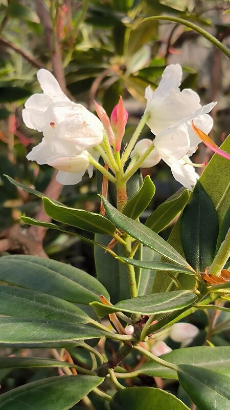 В ботаническом саду. - Ольга В ботаническом саду. - Ольга