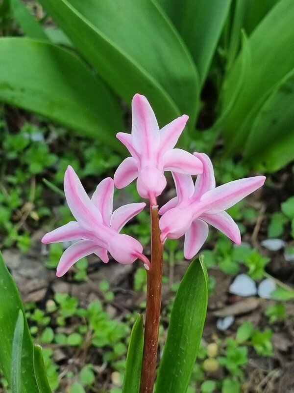 Вот такой гиацинтик расцвел :) - Наталья 