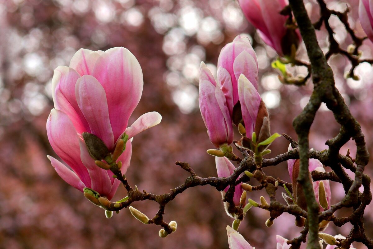 Магнолия цветёт - Юрий. Шмаков