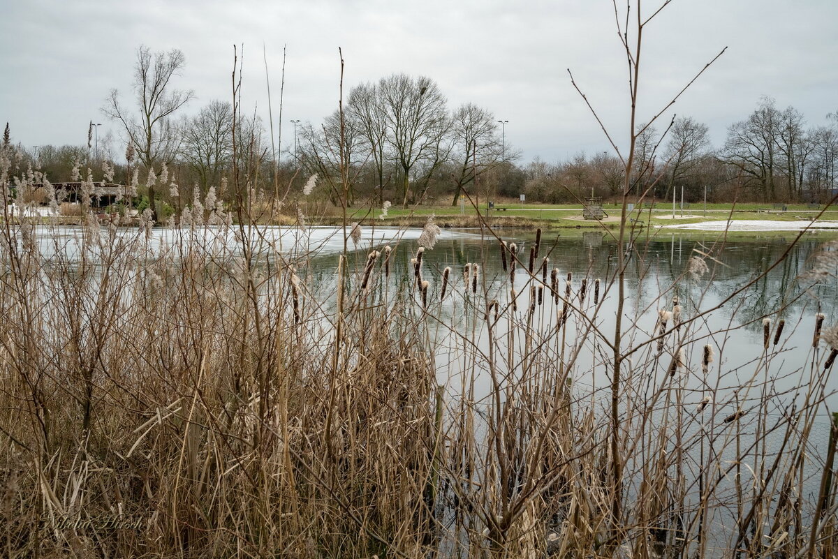 К старому рогозу... - Николай Гирш К старому рогозу... - Николай Гирш