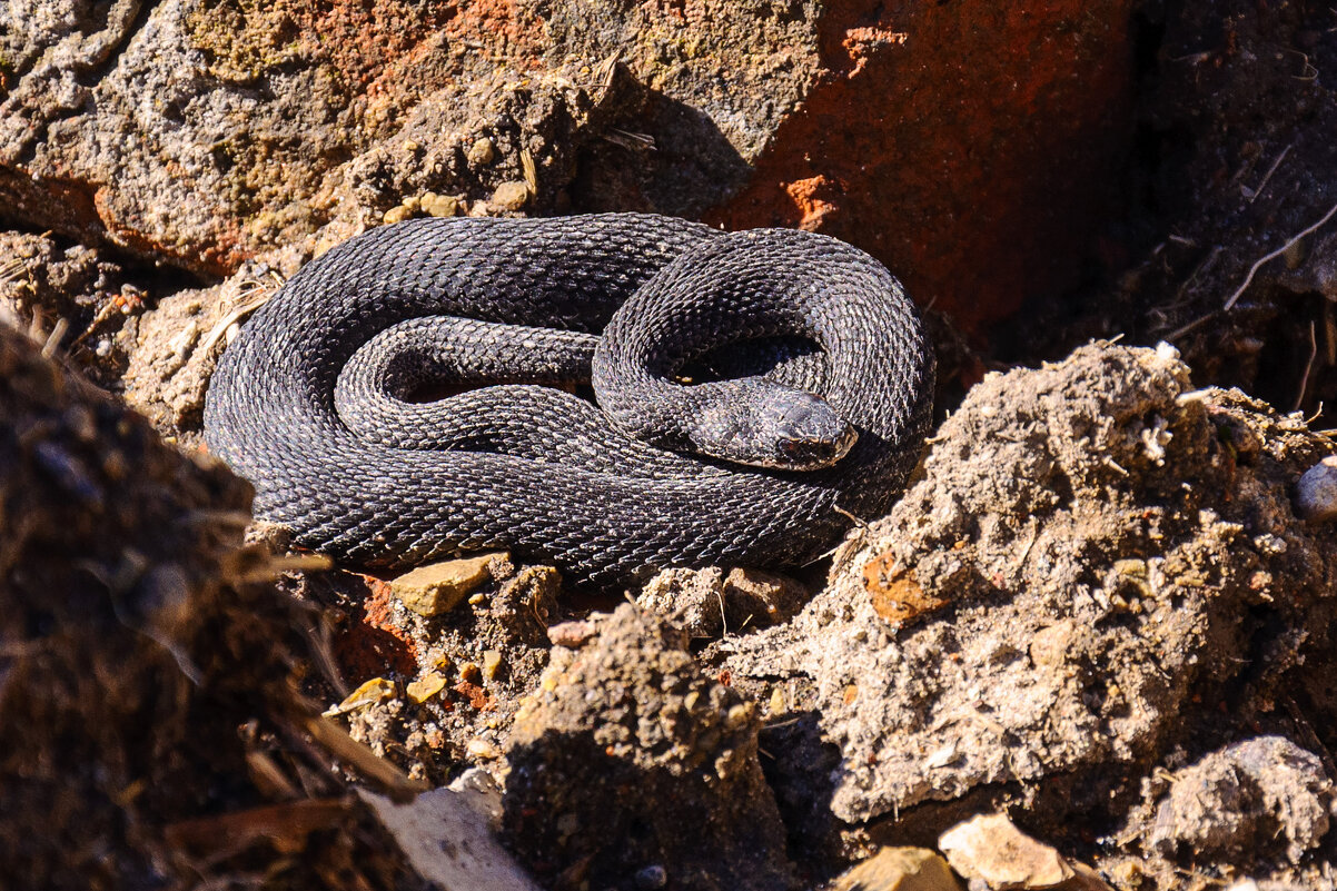 Потеплело... - Сергей Цегельник Потеплело... - Сергей Цегельник