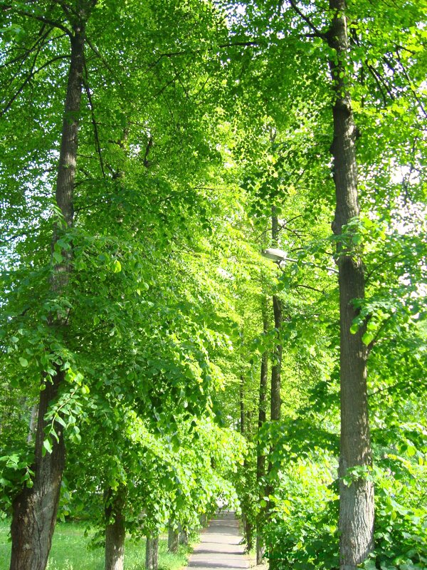 к морю - марта Камушкина