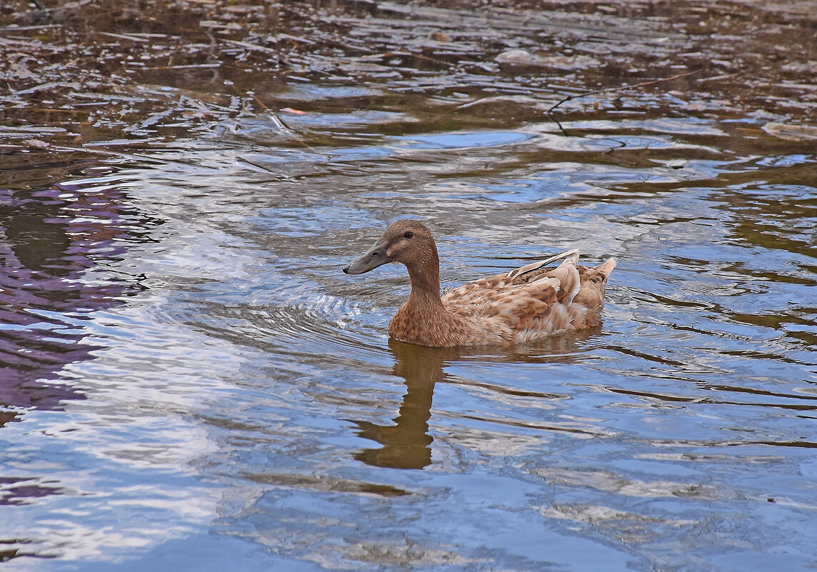 Любопытная... - Валентина Нефёдова Любопытная... - Валентина Нефёдова