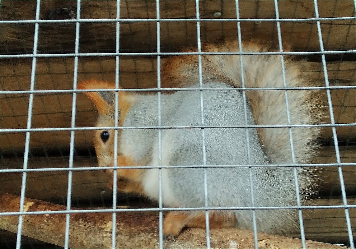 Красивый зверёк! - Валентина Нефёдова Красивый зверёк! - Валентина Нефёдова