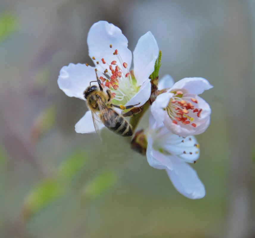*** - Надежда Куркина