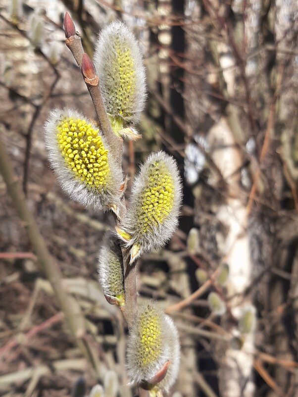 Весенние радости - Наталья Герасимова Весенние радости - Наталья Герасимова