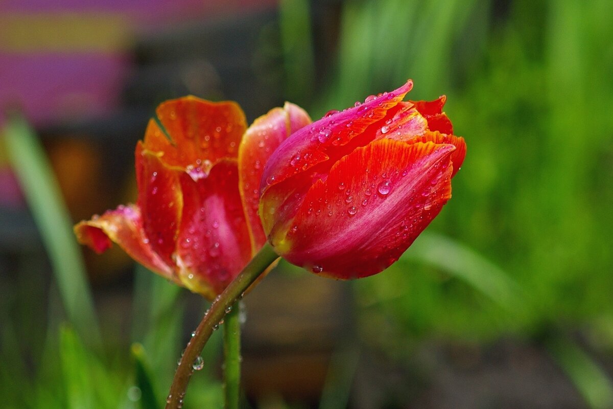 Тюльпаны - Сергей Швечков Тюльпаны - Сергей Швечков