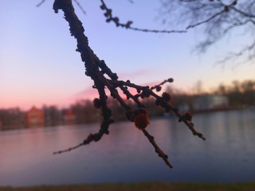 Лиственница - Сапсан 