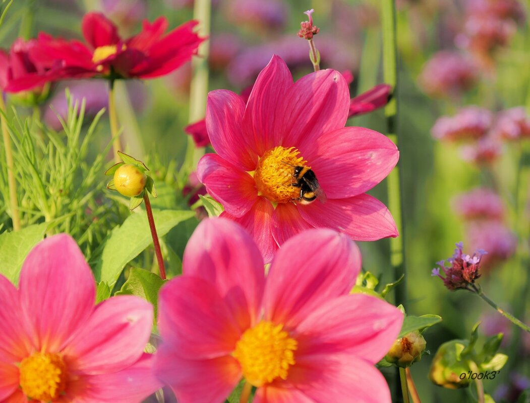 они на радость нам даны - Олег Лукьянов