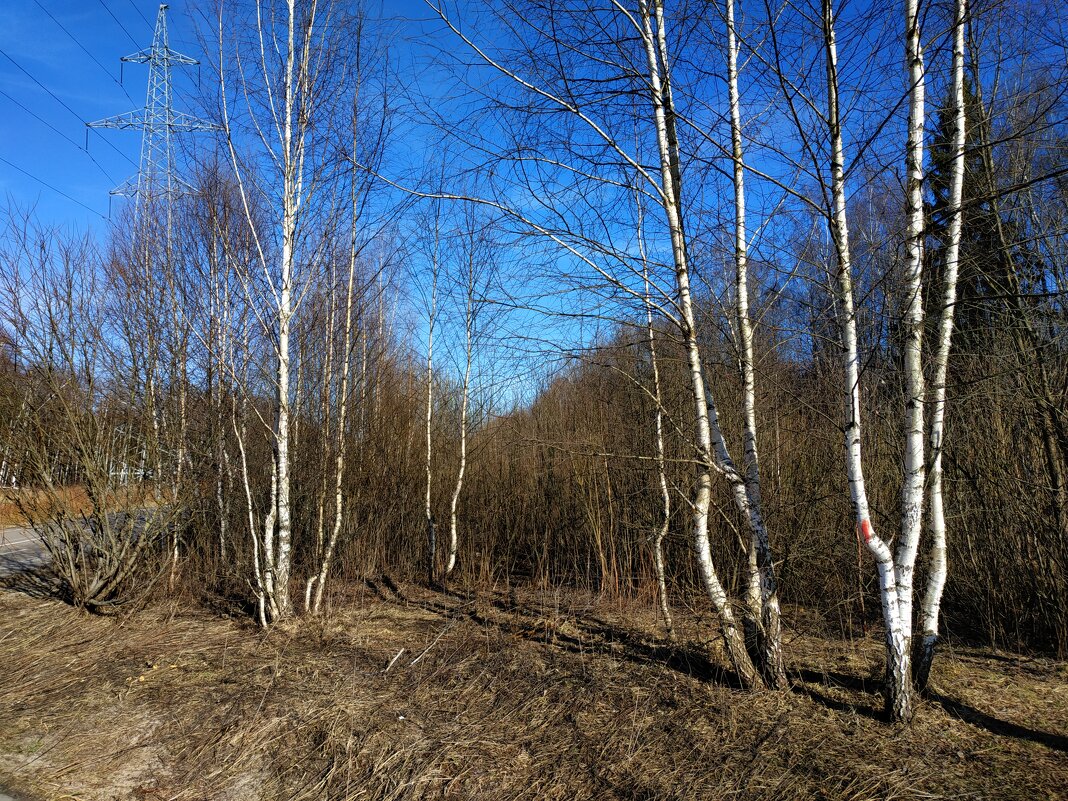 Апрель  как он есть в Лосином острове - Андрей Лукьянов