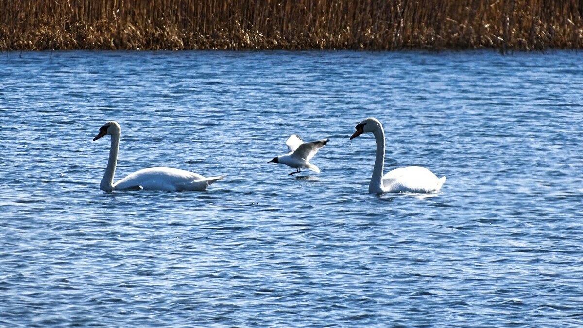 Лебеди в дикой природе - Милешкин Владимир Алексеевич 