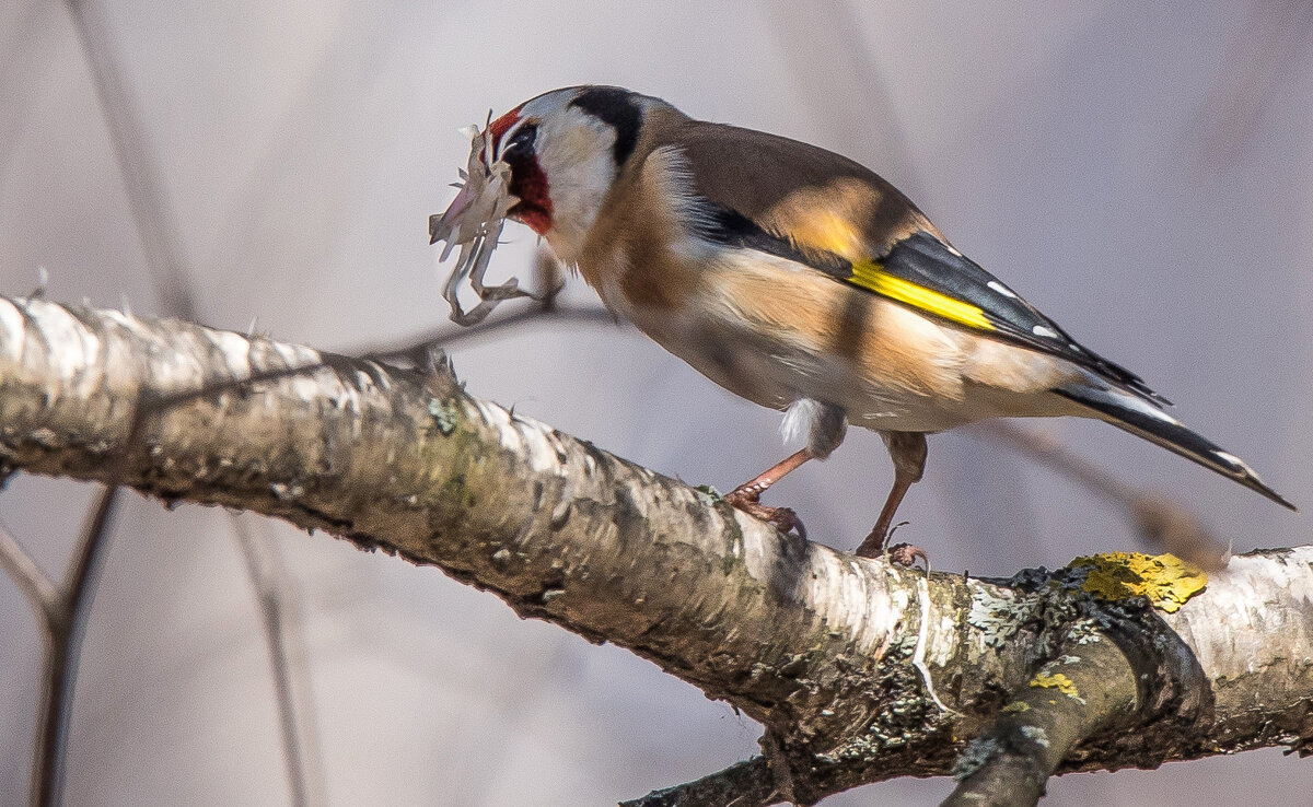 Стройматериал для гнезда. - Владимир Безбородов