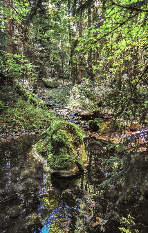 В лесах Кавказа - Денис Масленников В лесах Кавказа - Денис Масленников