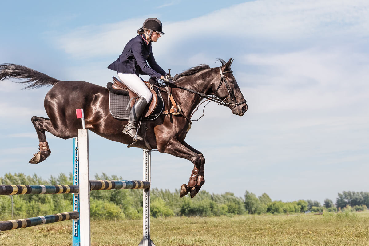 Конкур - SanSan 