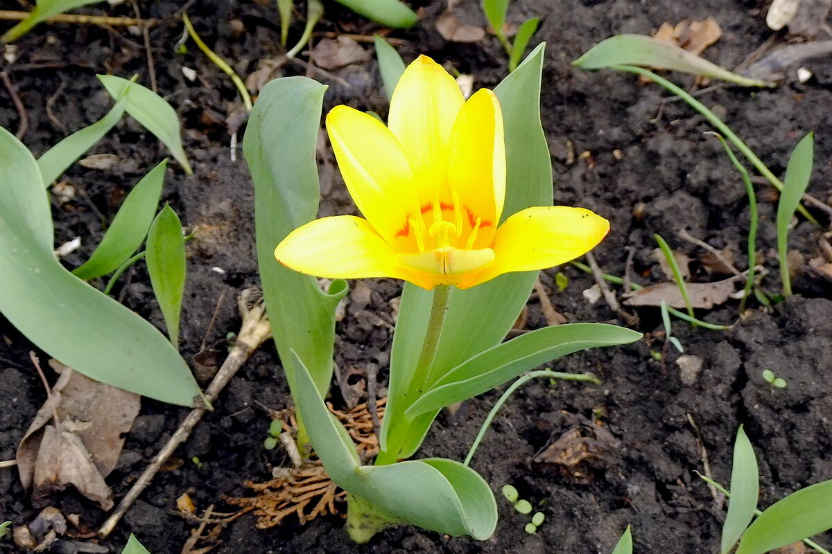 Fanfan La Tulipe - Фёдор Меркурьев