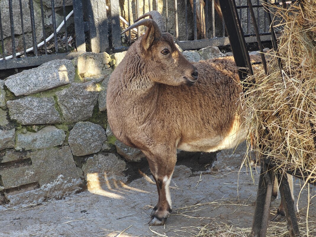 Коза - <<< Наташа >>> Коза - <<< Наташа >>>