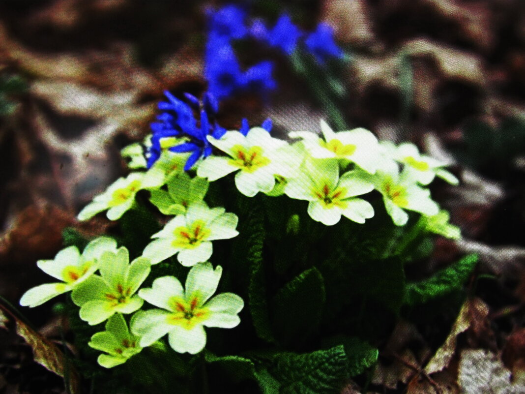 В саду - Людмила Смородинская В саду - Людмила Смородинская