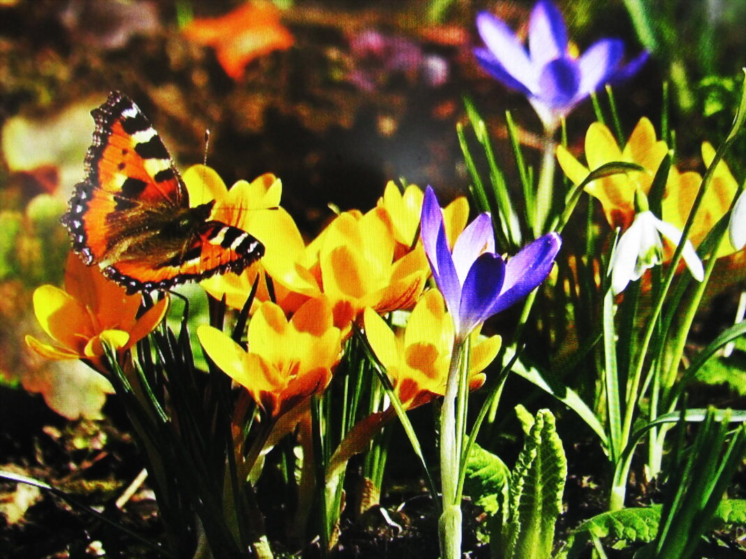 Бабочка украсила цветы - Людмила Смородинская Бабочка украсила цветы - Людмила Смородинская