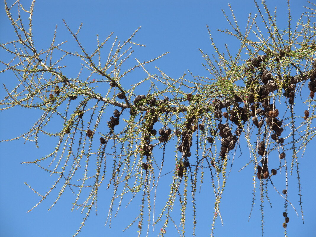 Вот и апрель ! - Елена Шаламова