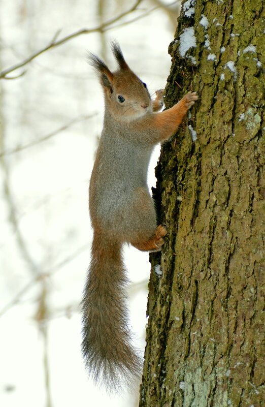 Белка - Владислав Иопек
