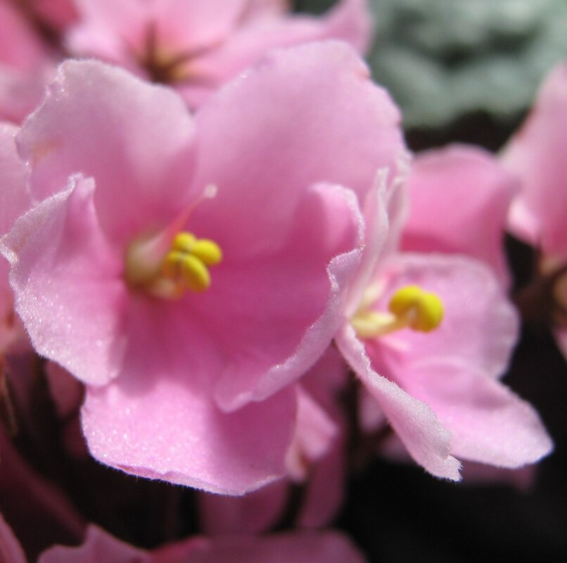 Фиалка - Елена Семигина