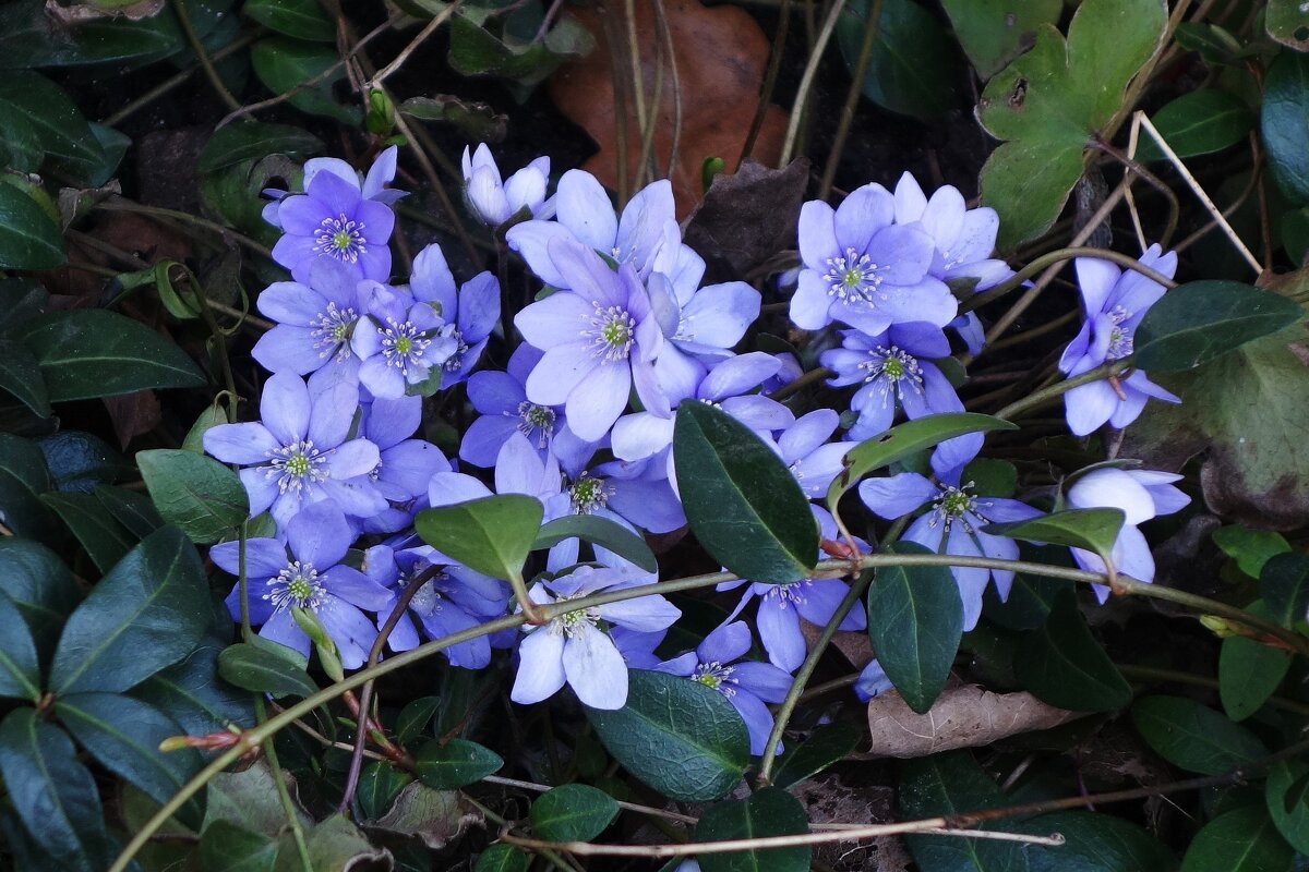 Печеночница (перелеска) - Рита Симонова