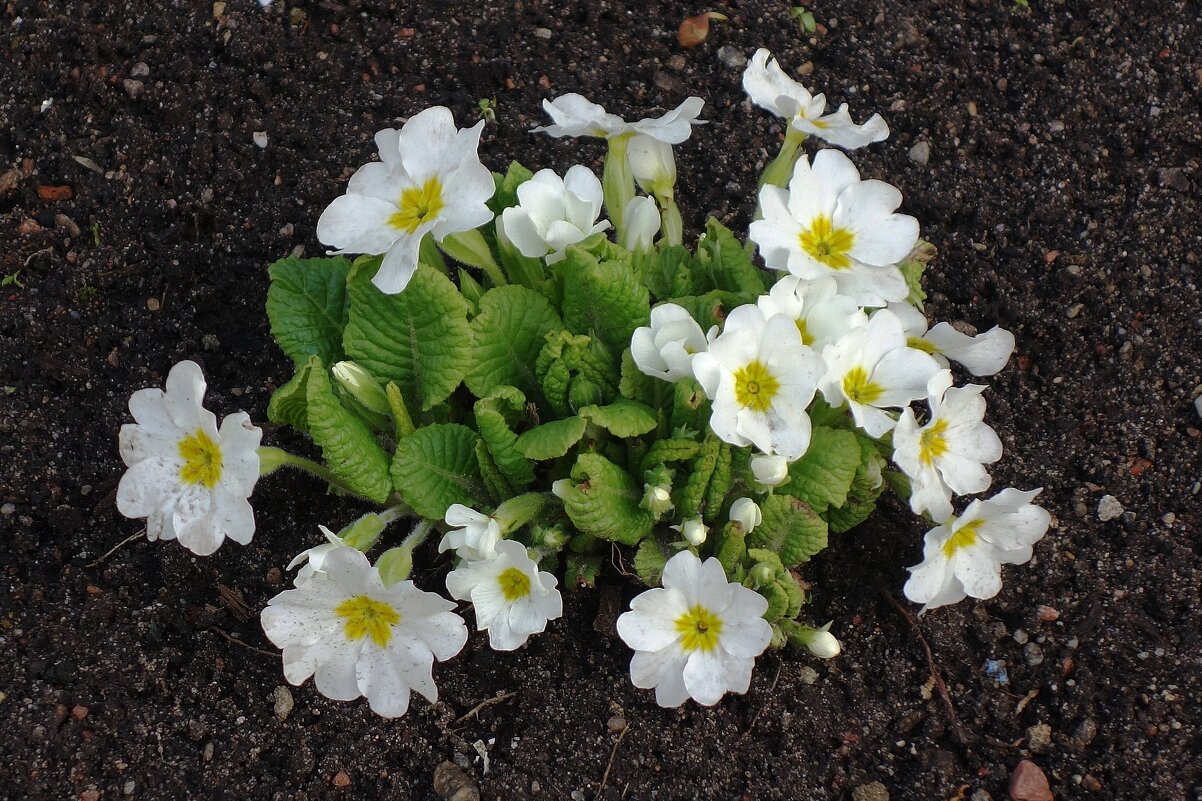 Примула - Рита Симонова Примула - Рита Симонова