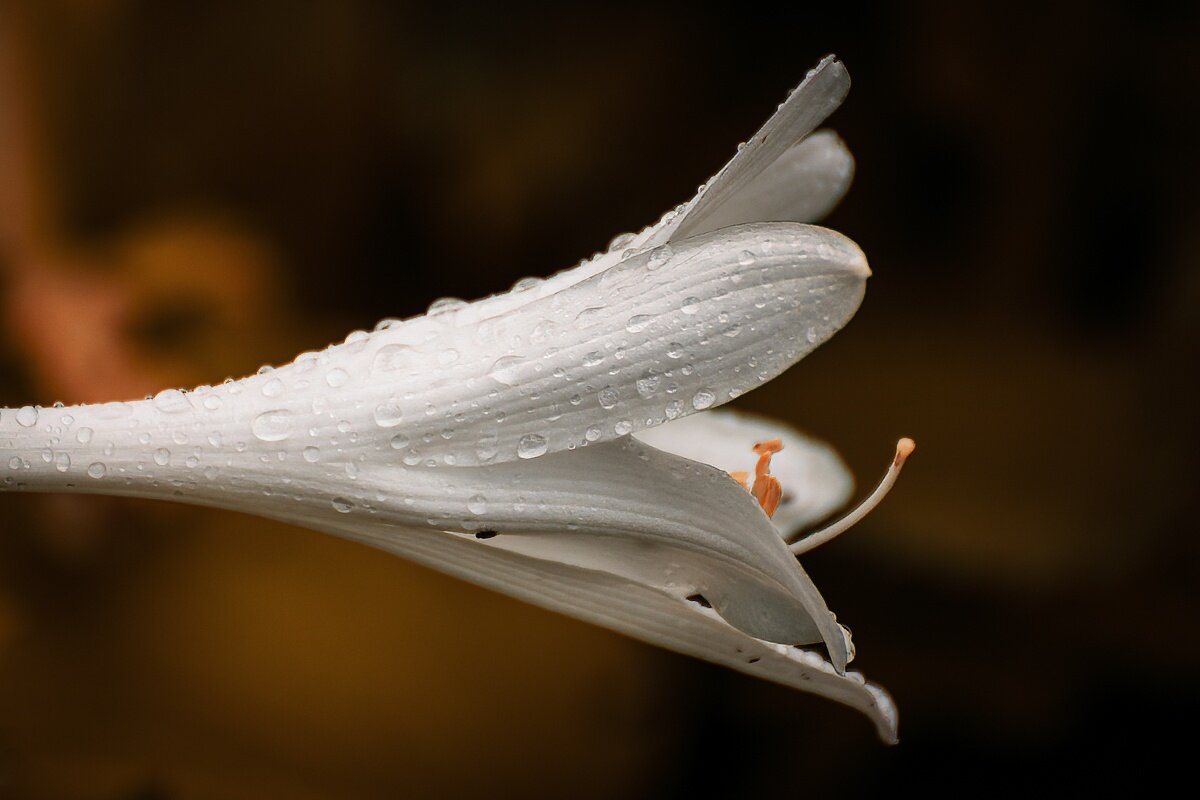 Лопуховая хоста - Игорь Сикорский Лопуховая хоста - Игорь Сикорский