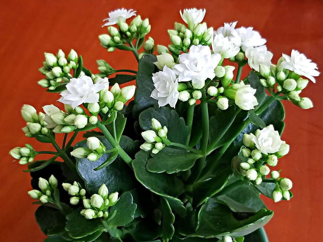 Вазон каланхоэ - Светлана Хращевская