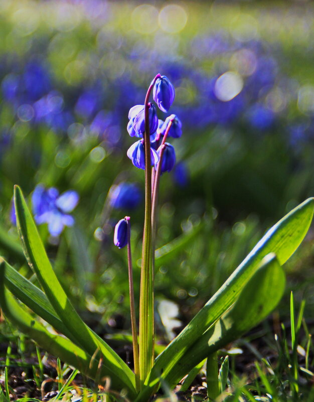Очарования весны полна пролеска .. - Татьян@ Ивановна Очарования весны полна пролеска .. - Татьян@ Ивановна