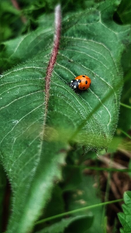 * - Оксана Н.