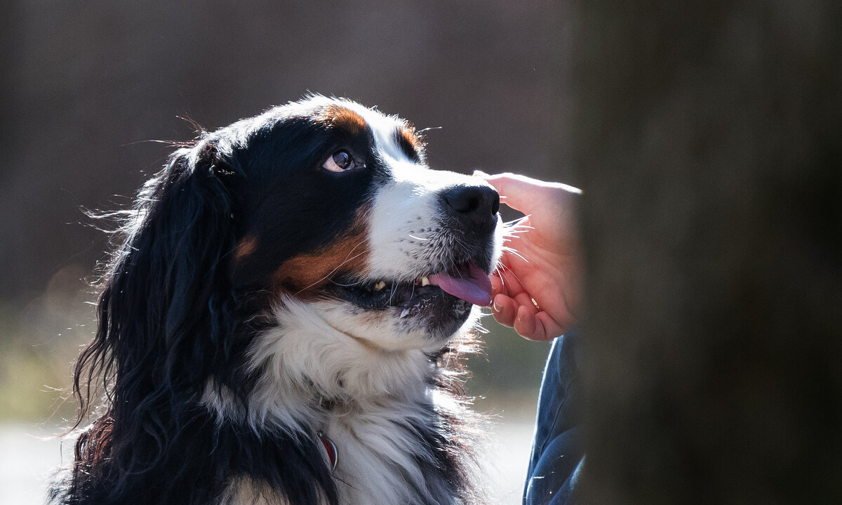 *** - Владимир Безбородов *** - Владимир Безбородов