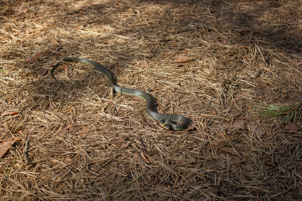 Выполз погреться на солнышке. - Михаил "Skipper" Выполз погреться на солнышке. - Михаил "Skipper"