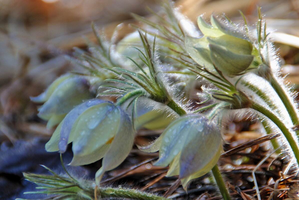 Сон-трава - lyudmila Курлова